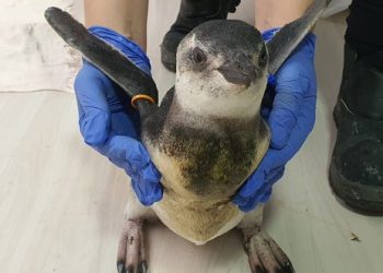 Projeto da Petrobras encontra mais de 30 mil animais mortos em praias