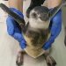 Projeto da Petrobras encontra mais de 30 mil animais mortos em praias