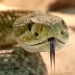 Veja características de cobras peçonhentas do Brasil e como identificá-las