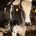 Vaca louca: confirmado que caso recente é atípico