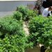 Venda nas farmácias de produtos à base de cannabis cresce 342,3%