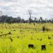 Desmatamento na Amazônia cai 31% de janeiro a maio