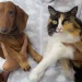 Nova lei prevê multa de até R$ 4 mil por maus-tratos a animais no ES