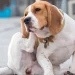 Programa de bem-estar animal do Governo do Estado consegue 94% de adesão dos municípios