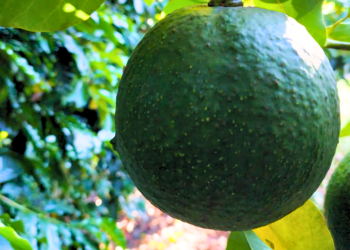 Produção de abacate dobra no Espírito Santo