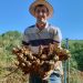 Gengibre capixaba ganha o mundo e alavanca agronegócio no Espírito Santo