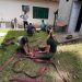 Iema realiza capacitação sobre técnicas de manejo bem-estar de animais silvestres