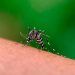 Vinte municípios capixabas receberão as primeiras doses de vacina contra dengue