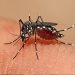 Estado recebe a primeira remessa de doses de vacina contra dengue nesta quinta-feira (22)