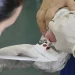 Saúde anuncia R$ 30 milhões para ampliação do teste do pezinho