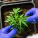 CCJ aprova PEC que criminaliza posse de qualquer quantidade de droga