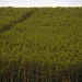 Câmara pode dispensar licença ambiental de plantações de eucalipto