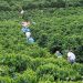 Incaper promove Dias de Campo sobre novas cultivares de café arábica no Espírito Santo