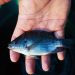 Comunidade de pescadores de Aracruz recebe unidade experimental de aquaponia
