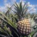 Incaper e Ufes obtêm carta patente para purificação de bromelina a partir de resíduos do abacaxi