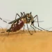 São Paulo decreta emergência em saúde pública por causa da dengue