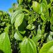 Espírito Santo avança na estruturação de programa de desenvolvimento sustentável da pipericultura