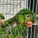 Iema recebe animais silvestres resgatados no Sul do Espírito Santo