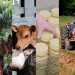 Espírito Santo bate recorde de crédito rural na safra 2024/2025 com alta de 23,6%