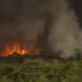 Câmara aprova aumento de punição a quem provocar incêndios florestais