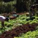 Programa Fomento Rural já beneficia 570 famílias capixabas