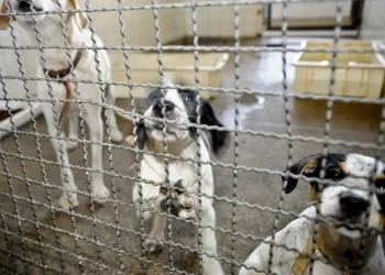 Projeto aprovado na Câmara proíbe uso de animais em testes cosméticos