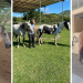 Projeto de equoterapia da Paes recebe reforço com a chegada de três novos cavalos da raça Manga Larga