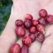 China habilita 183 empresas brasileiras a exportar café para o país