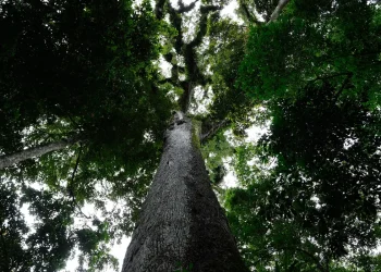 Lula sanciona lei do licenciamento ambiental com 63 vetos
