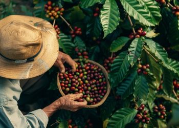 Safra de café no Espírito Santo deve crescer 23% em 2025