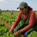 Espírito Santo quer dobrar compras da agricultura familiar nos próximos quatro anos