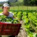Dia Internacional das Mulheres Rurais: elas transformam o campo e inspiram o futuro da agricultura capixaba