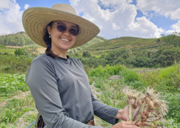 Incaper e Embrapa impulsionam renascimento da produção de alho no Espírito Santo