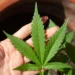STJ adia prazo para regulamentação do plantio de cannabis medicinal