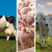Produção animal no Espírito Santo tem alta no abate de aves e bovinos