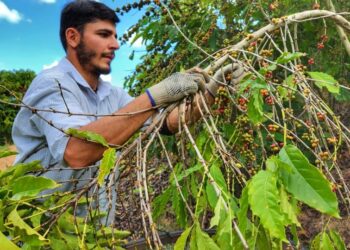 Reflorestar libera R$ 11,8 milhões e restaura 1 mil hectares no ES em 2025