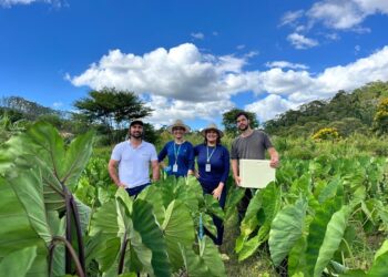 Incaper vai desenvolver novas variedades de inhame adaptadas ao Espírito Santo