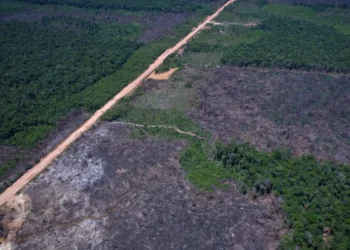 Alertas de desmatamento caem 35% na Amazônia e 6% no Cerrado