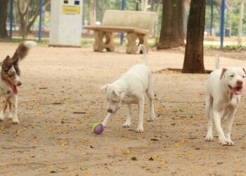 Estatuto dos Cães e Gatos pode ampliar pena para quem maltrata animais