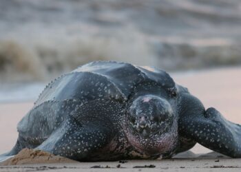 Guriri registra recorde histórico de ninhos de tartarugas marinhas