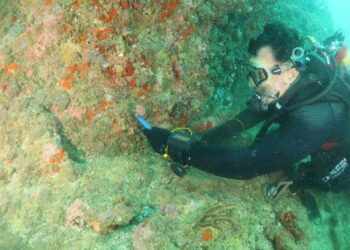 Iema capacita mergulhadores para combate ao coral-sol em Guarapari