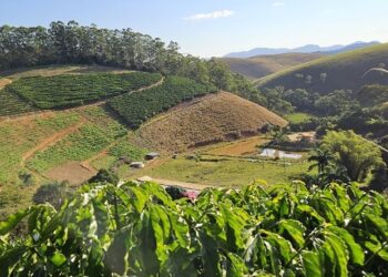 Clones de café impulsionam produtividade e sustentabilidade da cafeicultura capixaba