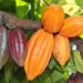 Dia Nacional do Cacau: Espírito Santo é o terceiro maior produtor do Brasil