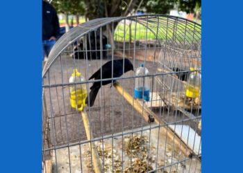 PF, Ibama e BPMA combatem comércio ilegal de animais silvestres