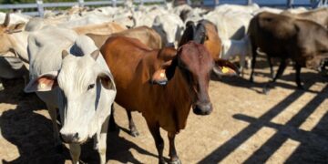 Campanha de atualização cadastral de rebanho começa nesta sexta-feira (1º)