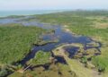 Dia Estadual da Floresta de Restinga destaca importância da preservação do ecossistema costeiro