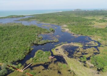 Dia Estadual da Floresta de Restinga destaca importância da preservação do ecossistema costeiro