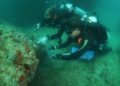 Controle do coral-sol: expedições do Iema já removeram mais de 2 mil colônias invasoras