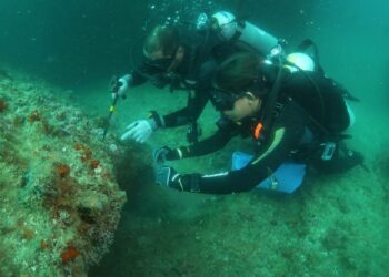 Controle do coral-sol: expedições do Iema já removeram mais de 2 mil colônias invasoras
