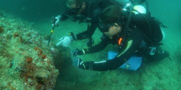 Controle do coral-sol: expedições do Iema já removeram mais de 2 mil colônias invasoras